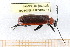  ( - BC-PNEF-PSFOR0267)  @13 [ ] Copyright (2013) Thierry Noblecourt Laboratoire National d'Entomologie Forestière, Quillan, France