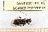  ( - BC-PNEF-PSFOR0275)  @11 [ ] Copyright (2013) Thierry Noblecourt Laboratoire National d'Entomologie Forestière, Quillan, France
