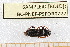  ( - BC-PNEF-PSFOR0277)  @11 [ ] Copyright (2013) Thierry Noblecourt Laboratoire National d'Entomologie Forestière, Quillan, France