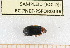  ( - BC-PNEF-PSFOR0336)  @11 [ ] Copyright (2013) Thierry Noblecourt Laboratoire National d'Entomologie Forestière, Quillan, France