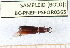  ( - BC-PNEF-PSFOR0365)  @13 [ ] Copyright (2013) Thierry Noblecourt Laboratoire National d'Entomologie Forestière, Quillan, France