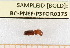  ( - BC-PNEF-PSFOR0375)  @12 [ ] Copyright (2013) Thierry Noblecourt Laboratoire National d'Entomologie Forestière, Quillan, France