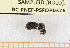  ( - BC-PNEF-PSFOR0376)  @12 [ ] Copyright (2013) Thierry Noblecourt Laboratoire National d'Entomologie Forestière, Quillan, France