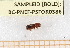  ( - BC-PNEF-PSFOR0386)  @12 [ ] Copyright (2013) Thierry Noblecourt Laboratoire National d'Entomologie Forestière, Quillan, France