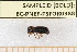  ( - BC-PNEF-PSFOR0388)  @12 [ ] Copyright (2013) Thierry Noblecourt Laboratoire National d'Entomologie Forestière, Quillan, France
