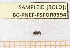  ( - BC-PNEF-PSFOR0394)  @12 [ ] Copyright (2013) Thierry Noblecourt Laboratoire National d'Entomologie Forestière, Quillan, France