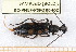  ( - BC-PNEF-PSFOR0402)  @13 [ ] Copyright (2013) Thierry Noblecourt Laboratoire National d'Entomologie Forestière, Quillan, France