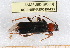  ( - BC-PNEF-PSFOR0417)  @13 [ ] Copyright (2013) Thierry Noblecourt Laboratoire National d'Entomologie Forestière, Quillan, France