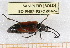  ( - BC-PNEF-PSFOR0424)  @12 [ ] Copyright (2013) Thierry Noblecourt Laboratoire National d'Entomologie Forestière, Quillan, France