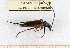  ( - BC-PNEF-PSFOR0425)  @12 [ ] Copyright (2013) Thierry Noblecourt Laboratoire National d'Entomologie Forestière, Quillan, France