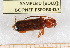  ( - BC-PNEF-PSFOR0427)  @12 [ ] Copyright (2013) Thierry Noblecourt Laboratoire National d'Entomologie Forestière, Quillan, France
