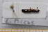  ( - BC-PNEF-PSFOR0429)  @12 [ ] Copyright (2013) Thierry Noblecourt Laboratoire National d'Entomologie Forestière, Quillan, France