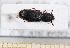 ( - BC-PNEF-PSFOR0435)  @11 [ ] Copyright (2013) Thierry Noblecourt Laboratoire National d'Entomologie Forestière, Quillan, France