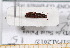  ( - BC-PNEF-PSFOR0439)  @11 [ ] Copyright (2013) Thierry Noblecourt Laboratoire National d'Entomologie Forestière, Quillan, France