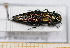  ( - BC-PNEF-PSFOR0453)  @13 [ ] Copyright (2013) Thierry Noblecourt Laboratoire National d'Entomologie Forestière, Quillan, France
