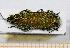  ( - BC-PNEF-PSFOR0454)  @11 [ ] Copyright (2013) Thierry Noblecourt Laboratoire National d'Entomologie Forestière, Quillan, France