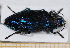  ( - BC-PNEF-PSFOR0460)  @13 [ ] Copyright (2013) Thierry Noblecourt Laboratoire National d'Entomologie Forestière, Quillan, France