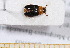  ( - BC-PNEF-PSFOR0476)  @11 [ ] Copyright (2013) Thierry Noblecourt Laboratoire National d'Entomologie Forestière, Quillan, France