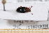  ( - BC-PNEF-PSFOR0479)  @11 [ ] Copyright (2013) Thierry Noblecourt Laboratoire National d'Entomologie Forestière, Quillan, France