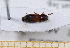  ( - BC-PNEF-PSFOR0490)  @11 [ ] Copyright (2013) Thierry Noblecourt Laboratoire National d'Entomologie Forestière, Quillan, France