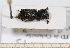  ( - BC-PNEF-PSFOR0492)  @11 [ ] Copyright (2013) Thierry Noblecourt Laboratoire National d'Entomologie Forestière, Quillan, France