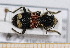  ( - BC-PNEF-PSFOR0500)  @11 [ ] Copyright (2013) Thierry Noblecourt Laboratoire National d'Entomologie Forestière, Quillan, France