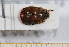  ( - BC-PNEF-PSFOR0521)  @12 [ ] Copyright (2013) Thierry Noblecourt Laboratoire National d'Entomologie Forestière, Quillan, France