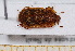  ( - BC-PNEF-PSFOR0526)  @11 [ ] Copyright (2013) Thierry Noblecourt Laboratoire National d'Entomologie Forestière, Quillan, France