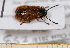  ( - BC-PNEF-PSFOR0550)  @11 [ ] Copyright (2013) Thierry Noblecourt Laboratoire National d'Entomologie Forestière, Quillan, France