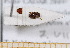  ( - BC-PNEF-PSFOR0551)  @11 [ ] Copyright (2013) Thierry Noblecourt Laboratoire National d'Entomologie Forestière, Quillan, France