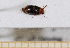  ( - BC-PNEF-PSFOR0553)  @12 [ ] Copyright (2013) Thierry Noblecourt Laboratoire National d'Entomologie Forestière, Quillan, France
