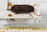  ( - BC-PNEF-PSFOR0555)  @11 [ ] Copyright (2013) Thierry Noblecourt Laboratoire National d'Entomologie Forestière, Quillan, France