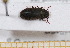  ( - BC-PNEF-PSFOR0576)  @12 [ ] Copyright (2013) Thierry Noblecourt Laboratoire National d'Entomologie Forestière, Quillan, France