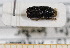  ( - BC-PNEF-PSFOR0591)  @11 [ ] Copyright (2013) Thierry Noblecourt Laboratoire National d'Entomologie Forestière, Quillan, France