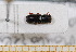  (Xyleborus eurygraphus - BC-PNEF-PSFOR0596)  @11 [ ] Copyright (2013) Thierry Noblecourt Laboratoire National d'Entomologie Forestière, Quillan, France