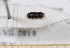  ( - BC-PNEF-PSFOR0597)  @11 [ ] Copyright (2013) Thierry Noblecourt Laboratoire National d'Entomologie Forestière, Quillan, France