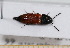  ( - BC-PNEF-PSFOR0604)  @13 [ ] Copyright (2013) Thierry Noblecourt Laboratoire National d'Entomologie Forestière, Quillan, France