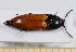  ( - BC-PNEF-PSFOR0607)  @13 [ ] Copyright (2013) Thierry Noblecourt Laboratoire National d'Entomologie Forestière, Quillan, France