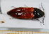  ( - BC-PNEF-PSFOR0611)  @12 [ ] Copyright (2013) Thierry Noblecourt Laboratoire National d'Entomologie Forestière, Quillan, France
