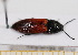  ( - BC-PNEF-PSFOR0616)  @12 [ ] Copyright (2013) Thierry Noblecourt Laboratoire National d'Entomologie Forestière, Quillan, France