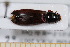  ( - BC-PNEF-PSFOR0630)  @12 [ ] Copyright (2013) Thierry Noblecourt Laboratoire National d'Entomologie Forestière, Quillan, France