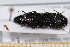  ( - BC-PNEF-PSFOR0640)  @13 [ ] Copyright (2013) Thierry Noblecourt Laboratoire National d'Entomologie Forestière, Quillan, France