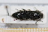  ( - BC-PNEF-PSFOR0642)  @13 [ ] Copyright (2013) Thierry Noblecourt Laboratoire National d'Entomologie Forestière, Quillan, France
