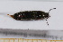  ( - BC-PNEF-PSFOR0653)  @12 [ ] Copyright (2013) Thierry Noblecourt Laboratoire National d'Entomologie Forestière, Quillan, France