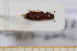  ( - BC-PNEF-PSFOR0672)  @11 [ ] Copyright (2013) Thierry Noblecourt Laboratoire National d'Entomologie Forestière, Quillan, France