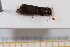  ( - BC-PNEF-PSFOR0677)  @12 [ ] Copyright (2013) Thierry Noblecourt Laboratoire National d'Entomologie Forestière, Quillan, France