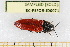  ( - BC-PSFOR-JD0071)  @14 [ ] Copyright (2013) Rodolphe Rougerie INRA, Orléans