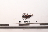 ( - PASSIFOR-NM13-007)  @12 [ ] Copyright (2014) Nicolas Moulin Nicolas Moulin Entomologiste