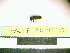  ( - PASSIFOR-NM13-049)  @12 [ ] Copyright (2014) Nicolas Moulin Nicolas Moulin Entomologiste