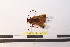  ( - PASSIFOR-NM13-071)  @12 [ ] Copyright (2014) Nicolas Moulin Nicolas Moulin Entomologiste